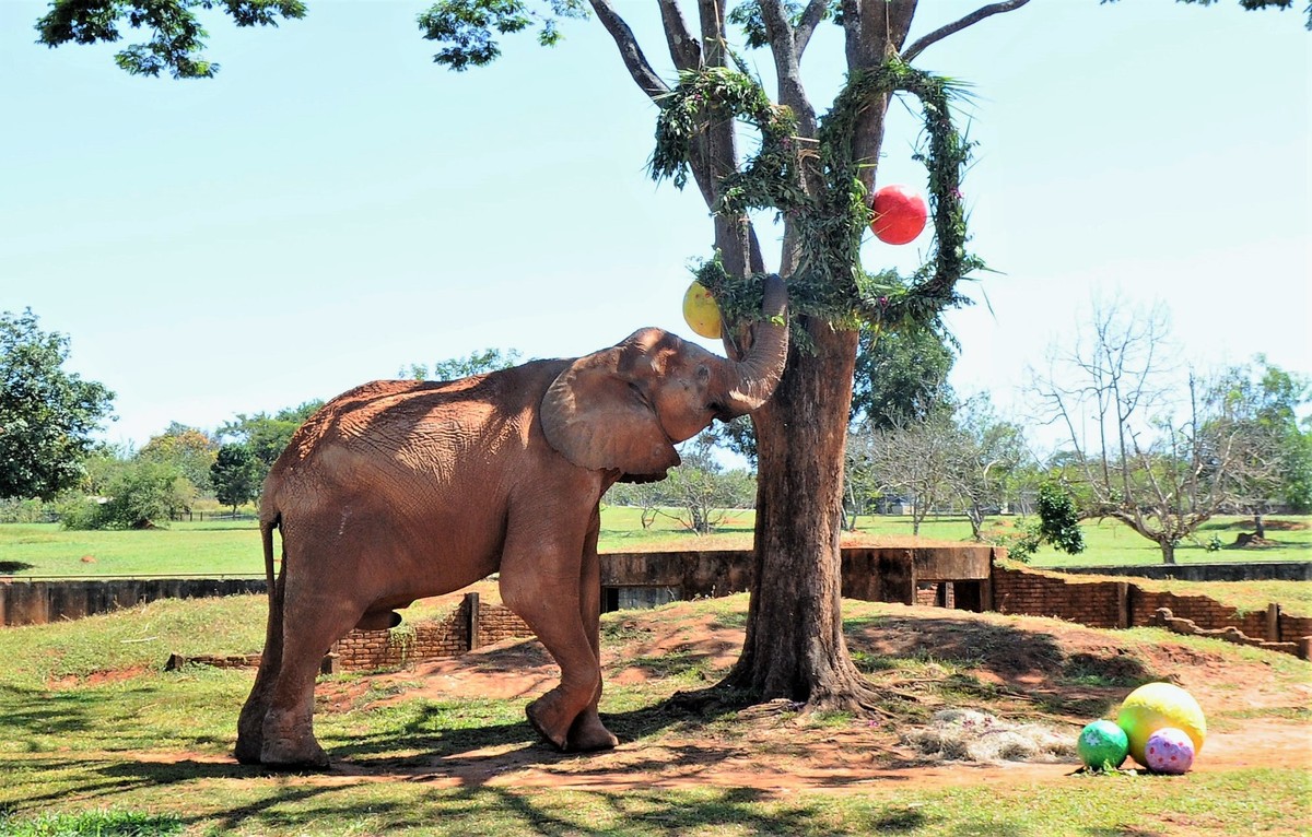 Elefante Chocolate completa 30 anos com festa no Zoológico de Brasília