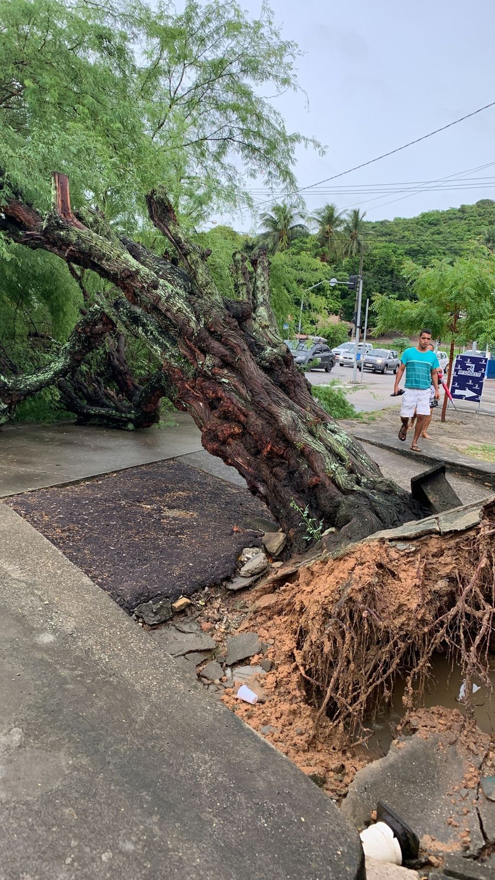 Árvore cai em avenida do Bairro Industrial, em Aracaju