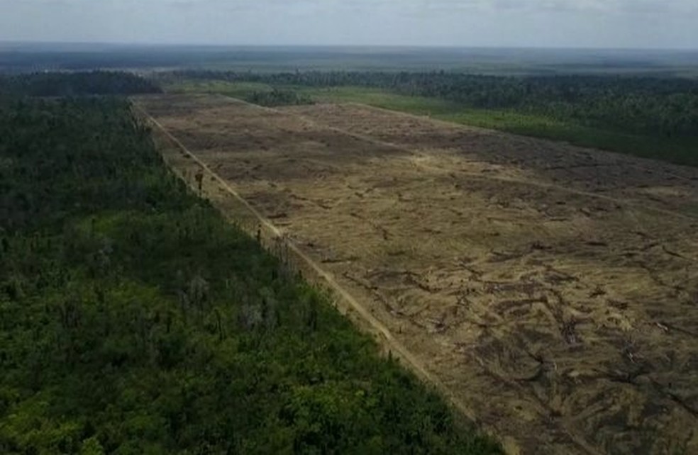 Desmatamento na Amazônia aumentou 40% nos últimos 12 meses, diz instituto  — Foto: Reprodução/JN