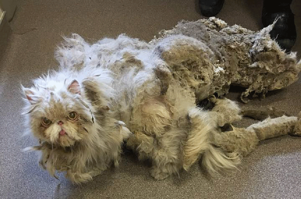 Simbad após ser resgatado (Foto: The Ant-Cruelty Society/Facebook)