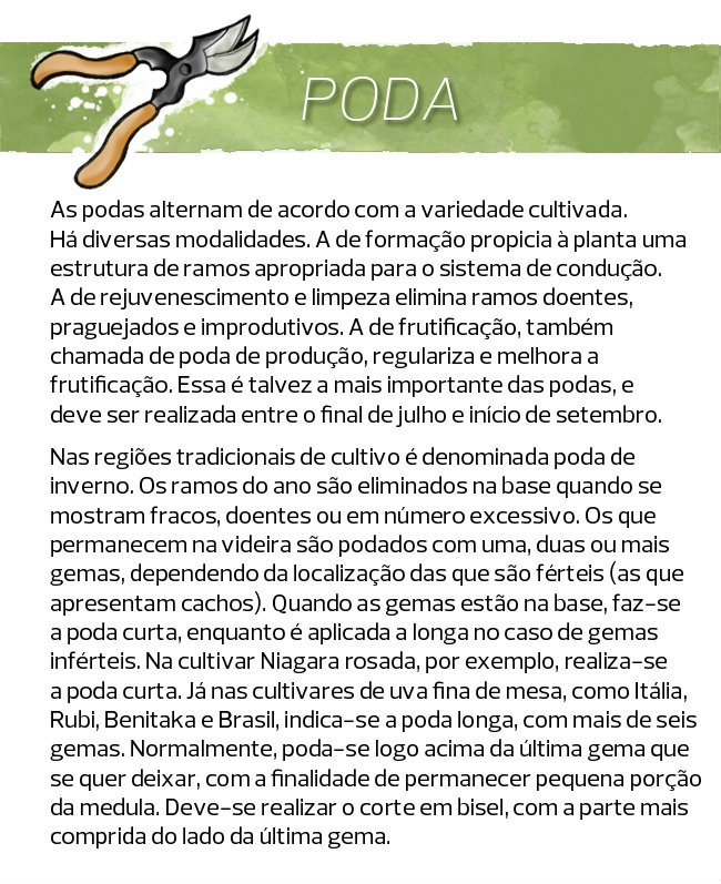 agricultura_frutas_uva_videira (Foto: Filipe Borin/Ed. Globo)