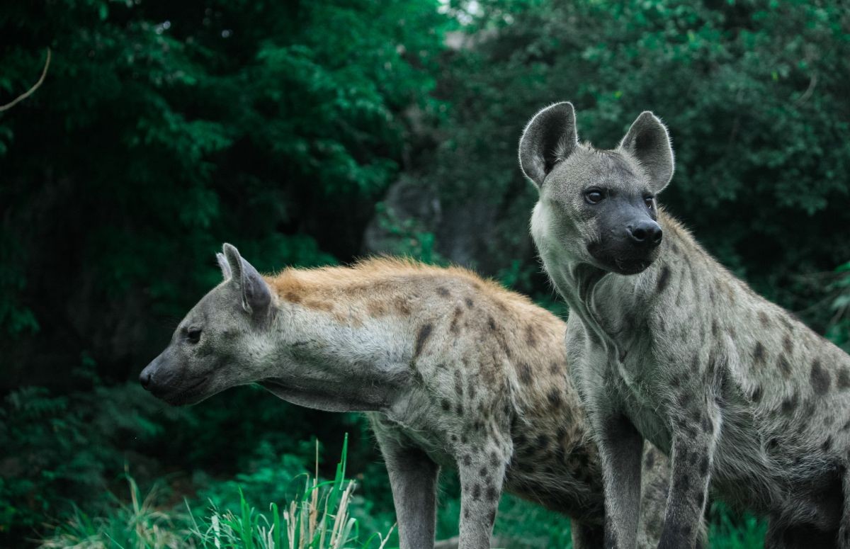 Por causa do alto nível de testosterona na gestação, a vagina das hienas possui grande semelhança com um pênis. Mais agressivas neste período, as fêmeas acabam reproduzindo o comportamento de machos com outras fêmeas.  (Foto: Canva / Creative Commoms)