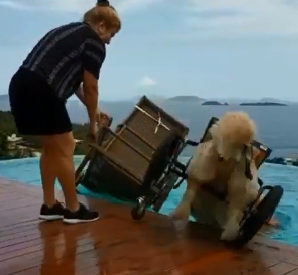 Golden retriever de cadeira de rodas viraliza nas redes ao se jogar na piscina (Foto: Reprodução/Instagram)