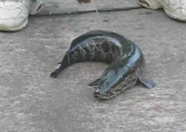 Peixe cabeça-de-cobra consegue sobreviver dias em terra. (Foto: Reprodução/CTV)