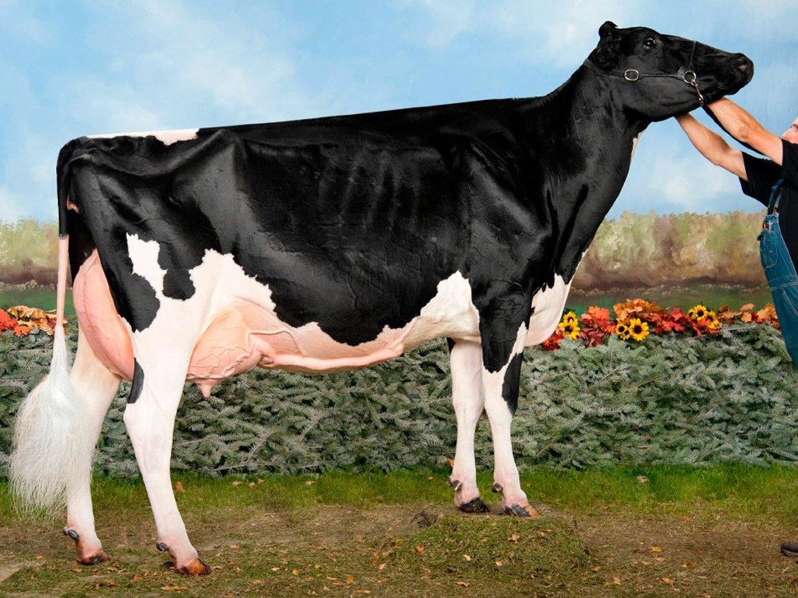 Vaca Missy bateu recorde de preço em 2009 (Foto: Reprodução)