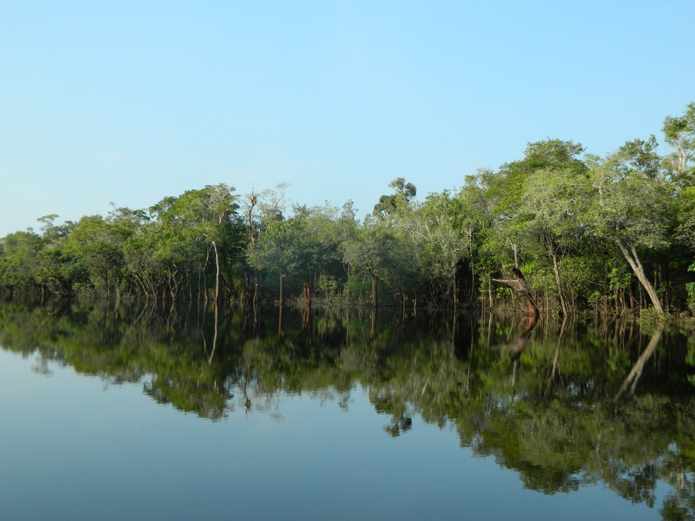 Segundo o estudo da Universidade de Exeter, a natureza já criou a forma mais eficiente de retirar carbono da atmosfera (Foto: Arquivo TG)