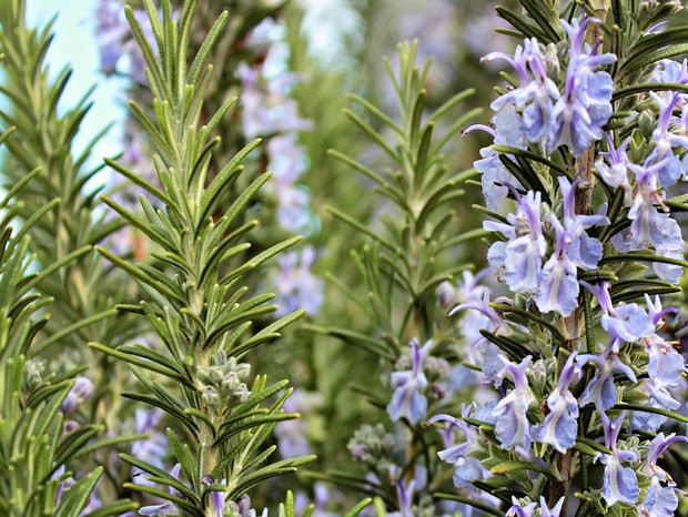 Close up image of rosemary growing in a garden (Foto: Getty Images)