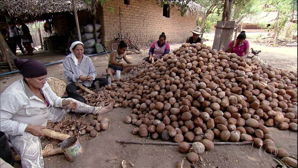 Quebradeiras de coco, que vivem da exploração do babaçu, enfrentam disputa com fazendeiros no Maranhão thumbnail
