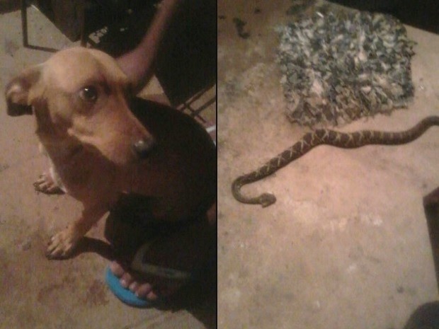 Cachorro salva dono, mas é picado por cobra, em Goiânia, Goiás (Foto: Danilo Martins/Arquivo Pessoal)