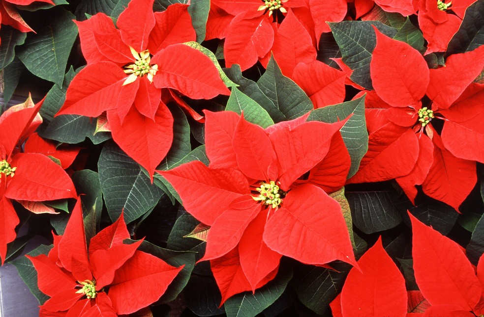 Plantas natalinas: 5 espécies para compor a decoração da celebração |  Paisagismo | Casa e Jardim