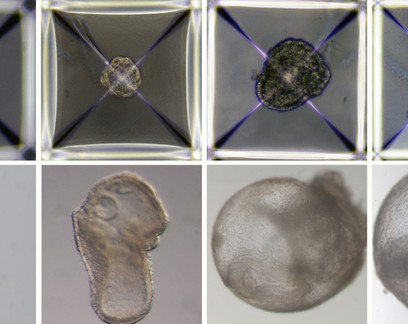 Pesquisadores criam embriões sem óvulos, espermatozoides e fora do útero