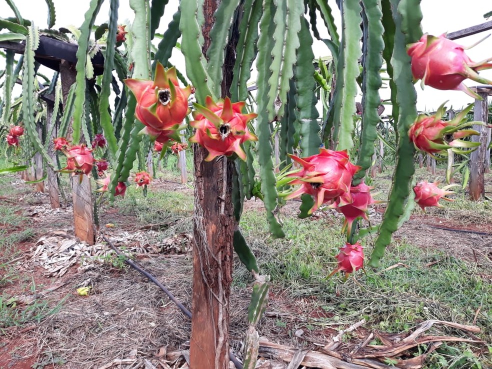 Produção de pitaya em propriedade rural em Mato Grosso — Foto: Empaer-MT