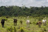 Pecuária derrubou mais de 800 milhões de árvores na Amazônia brasileira em 6 anos, aponta estudo