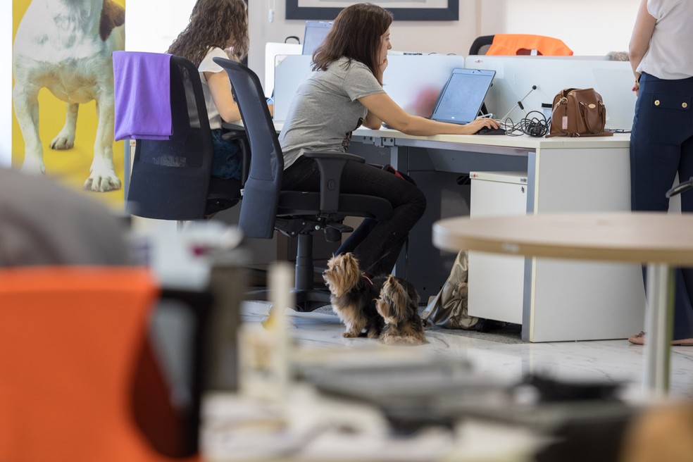 Cachorro no escritório é parte de política de flexibilização da Mars (Foto: Marcelo Brandt/G1)