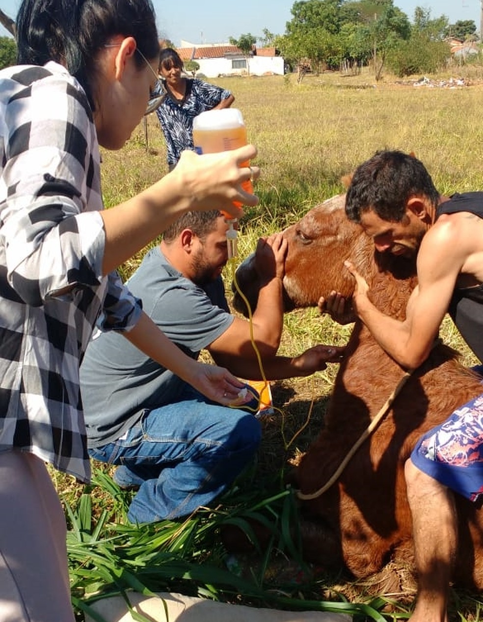 Cavalo recebe medicamento com ajuda de voluntÃ¡rios em Novo Horizonte (Foto: Arquivo Pessoal)