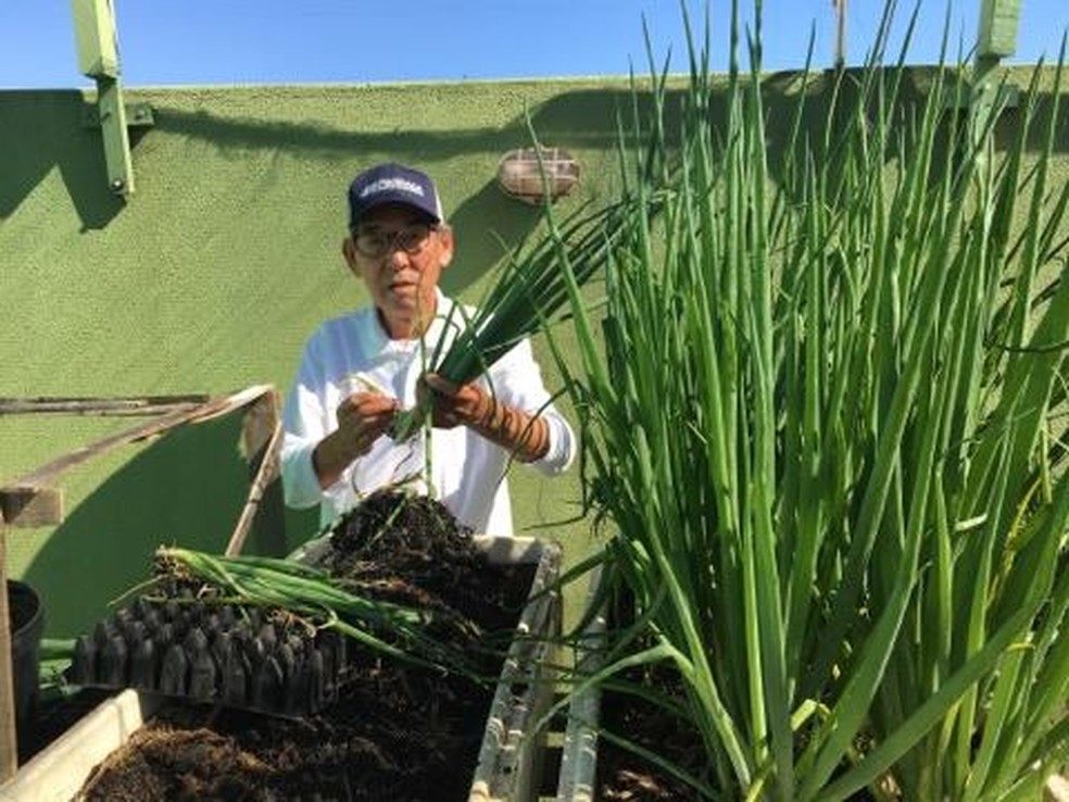 Meu Jardim Aprenda A Fazer Horta Em Caixas De Isopor Video Norte E Noroeste G1
