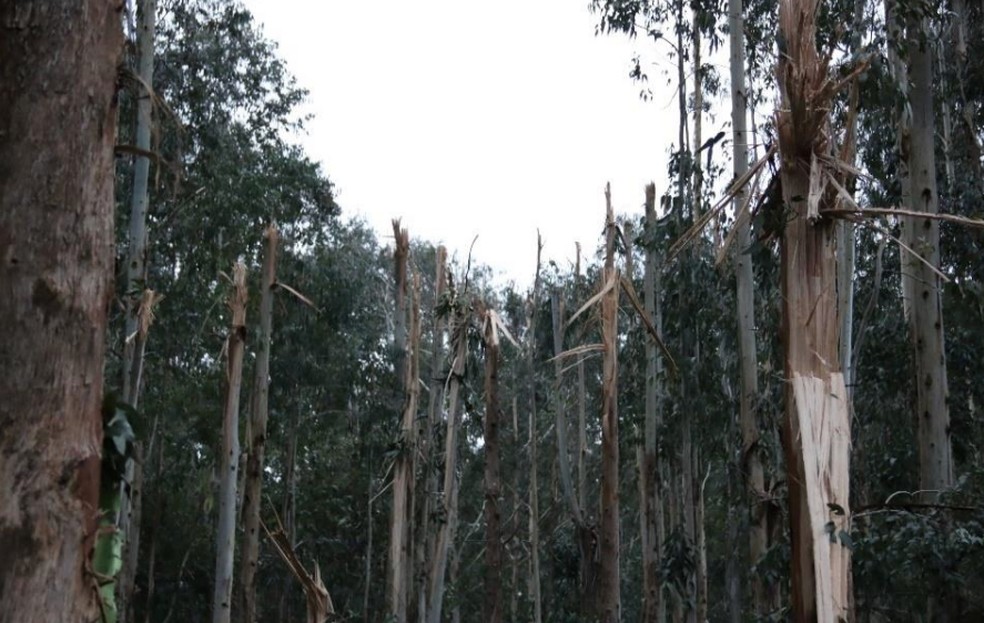 Foto anexa ao relatório mostra eucaliptos danificados com a queda do avião — Foto: Reprodução/Cenipa