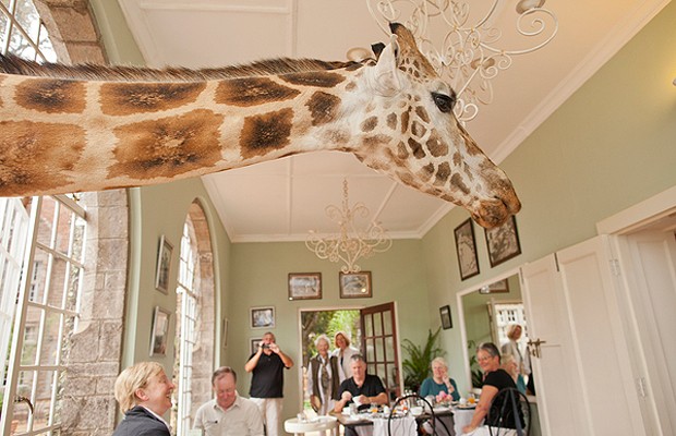 Experiência impressionante: as girafas chegam a colocar o pescoço pela janela (Foto: Divulgação)