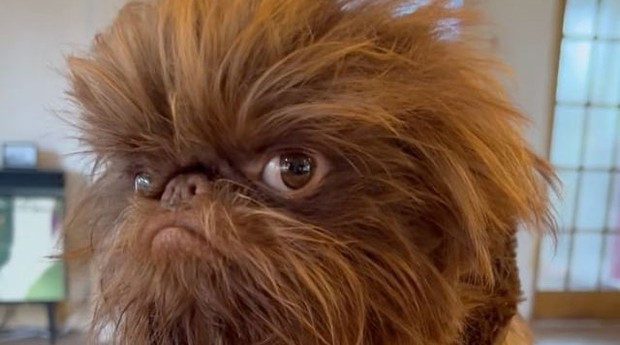 O cachorro Proshka viralizou nas redes e é comparado a personagens famosos, como Chewbacca, de Star Wars (Foto: Reprodução/Instagram)