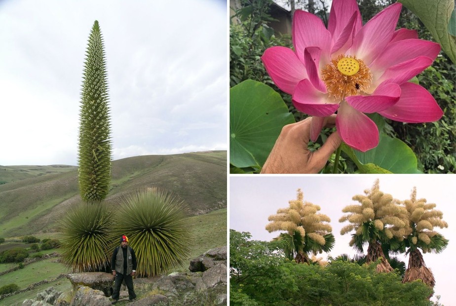 Imensas e belas: as maiores flores do mundo nem parecem flores