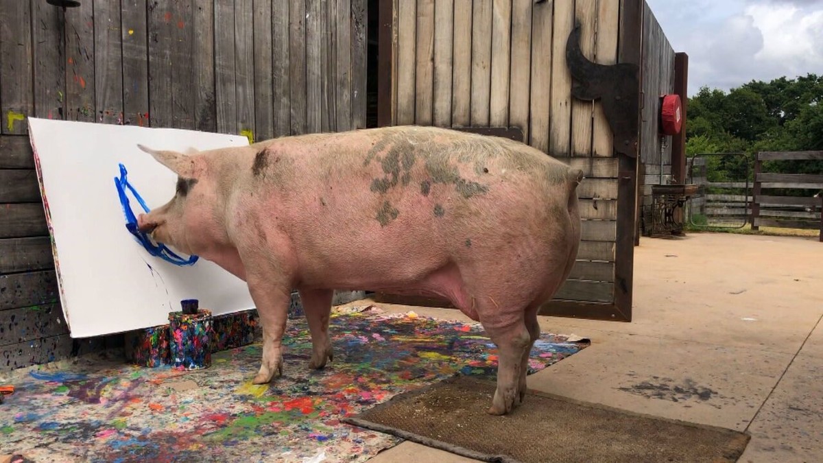 Conheça o ateliê de 'Pigcasso', a porquinha pintora que teve obra vendida por R$ 150 mil