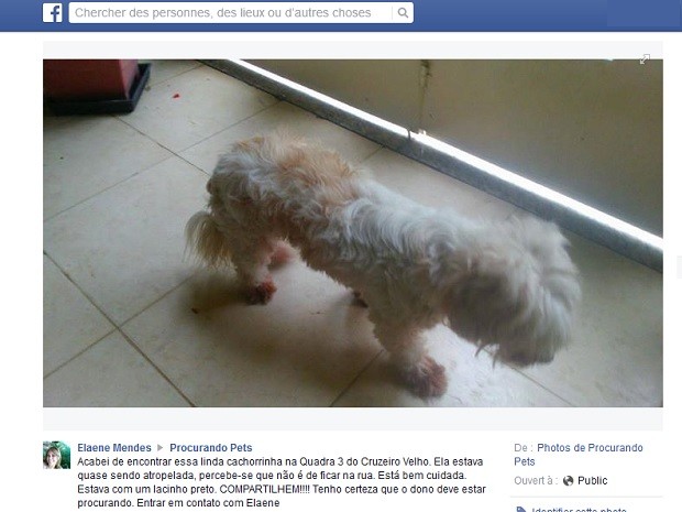 Publicação da servidora pública Elaene Mendes na página Procurando pets (Foto: Facebook/Reprodução)