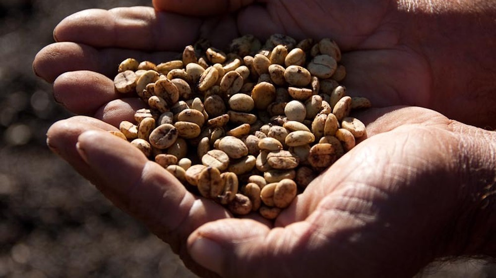 Grãos de café brasileiro