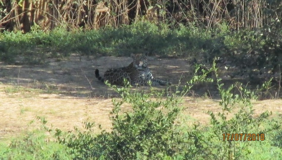 Segundo a Sema, o animal é uma fêmea possivelmente prenhe (Foto: Wagner Antonio de Souza Jr/Arquivo Pessoal)