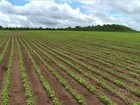 Agricultores do Sul investem em nova fronteira agrícola no PI