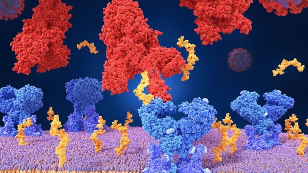 Para entrar na célula, o vírus SARS-CoV-2 se liga a uma molécula presente na superfície da célula (seu receptor) — Foto: Science Photo Library