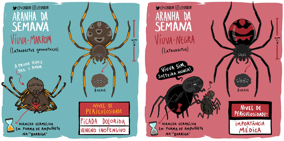 Conheca As Viuvas Negras Que Vivem No Brasil Terra Da Gente G1