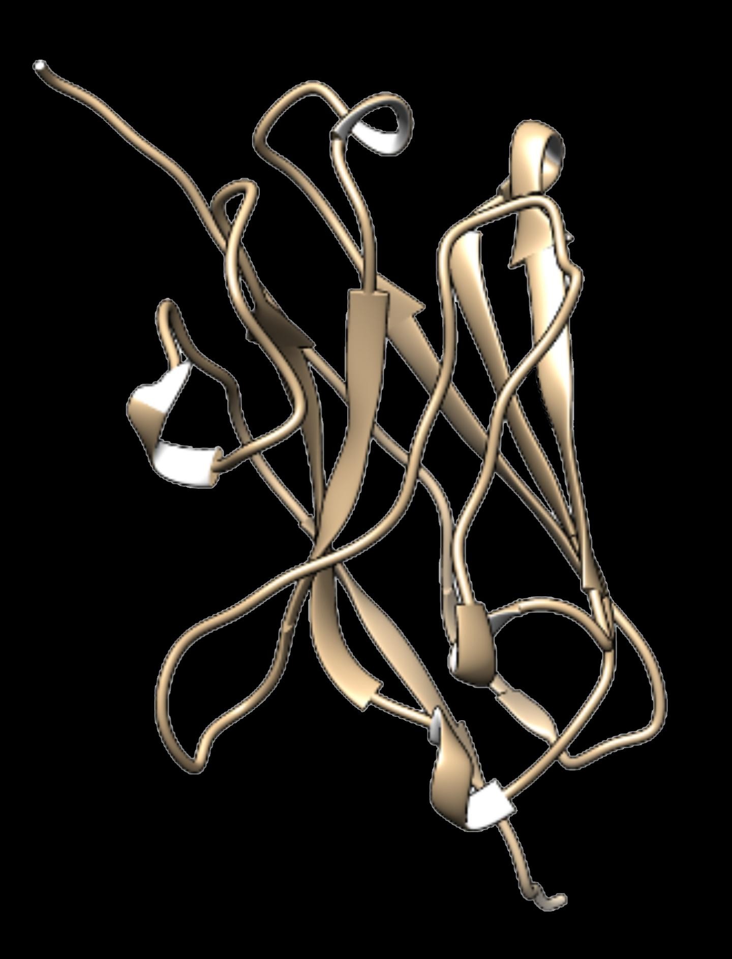 Nanocorpo de lhama isolado por pesquisadores do NIH, nos Estados Unidos (Foto: Cortesia do laboratório de Brody/NIH/NINDS.)