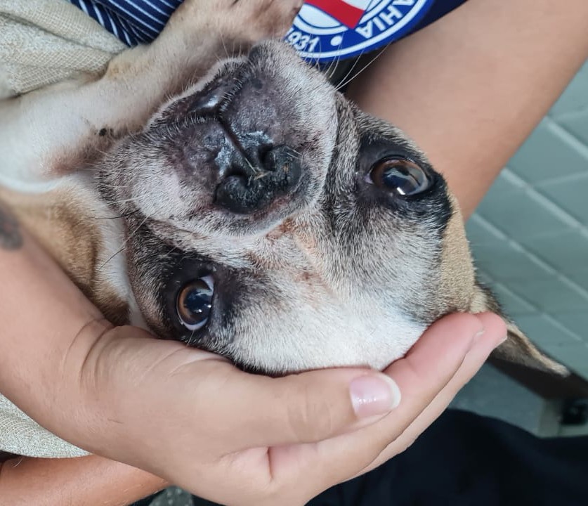 Bulldog francês é abandonado em imóvel de Salvador por mais de 20 dias, sem água e comida; cão foi resgatado pela polícia