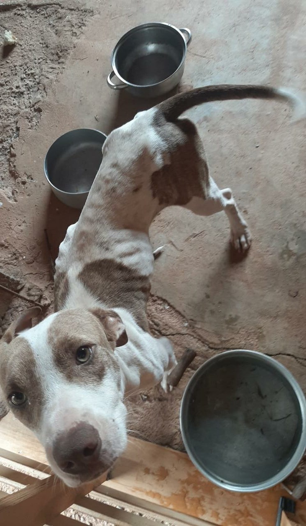 Cães estavam magros, com carrapatos e com alimentação inadequada — Foto: Polícia Ambiental 