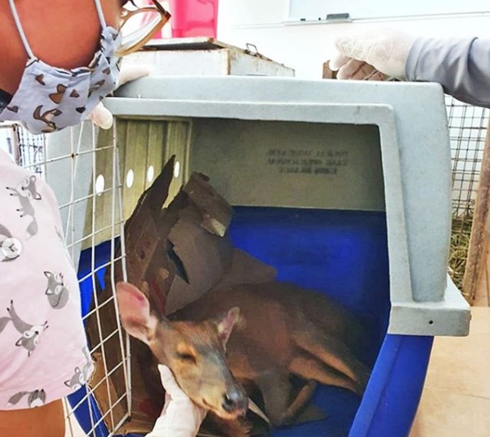 F&ecirc;mea de veado &eacute; atropelada e tem pata amputada em cirurgia na Mata Ciliar de Jundia&iacute; &mdash; Foto: Divulga&ccedil;&atilde;o/Mata Ciliar de Jundia&iacute;