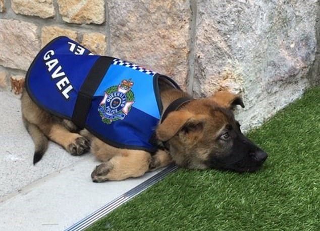 Gavel é muito amistoso para ser um cão policial