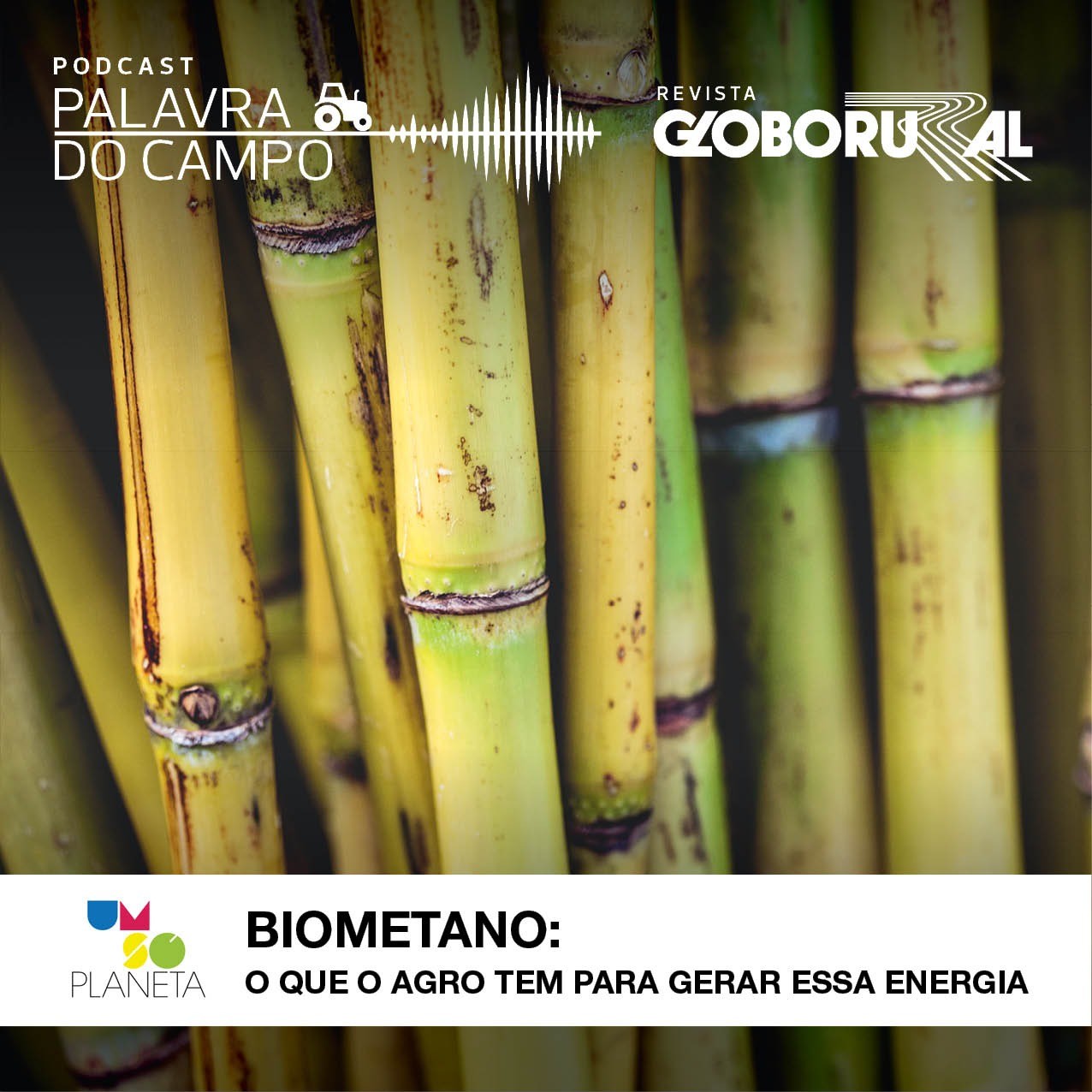 podcast-biometano-usp (Foto: Felipe Yatabe/Ed.Globo)