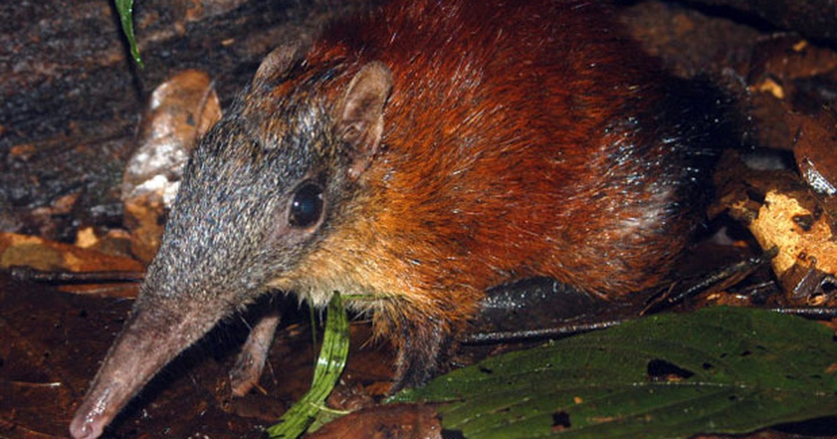 Cientistas estudam segredos de mamífero mais rápido do mundo