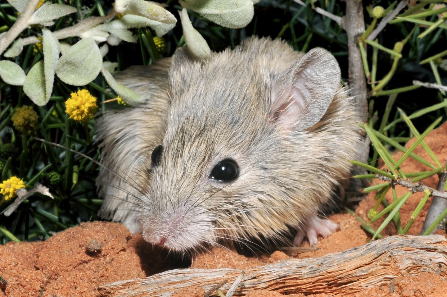 Acima, rato de Gould ou Pseudomys fieldi Waite (Foto: Wayne Lawler/Australian Wildlife Conservancy)