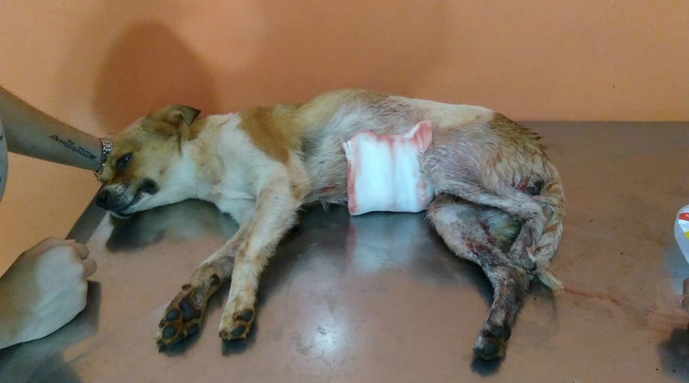 Cachorrinha que foi esfaqueada, em casa no bairro Coronel Antonino, em Campo Grande, jÃ¡ recebendo atendimento em clÃ­nica veterinÃ¡ria â Foto: Guarda Animal/DivulgaÃ§Ã£o