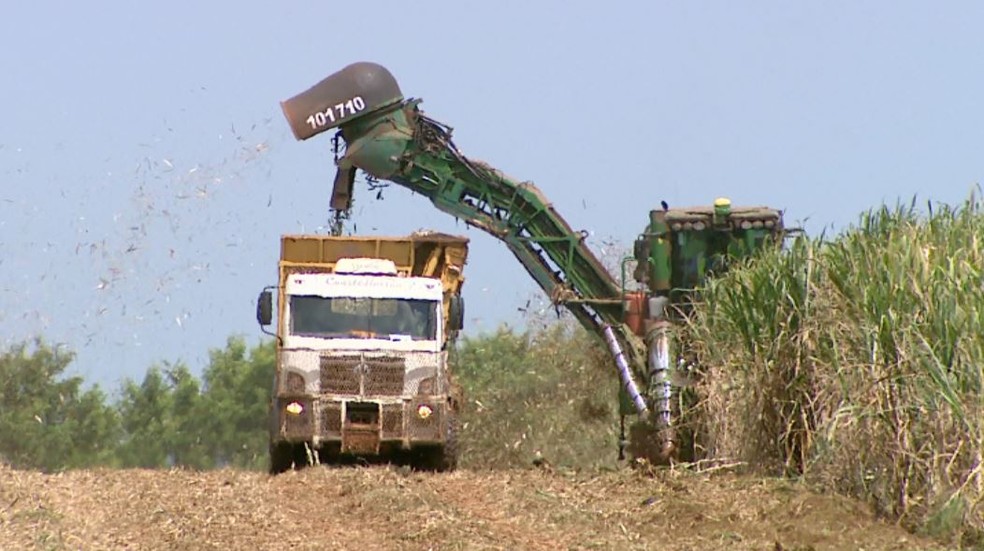 Produção de cana-de-açúcar deve ter perda de até 10% no final da safra (Foto: Reprodução/EPTV)