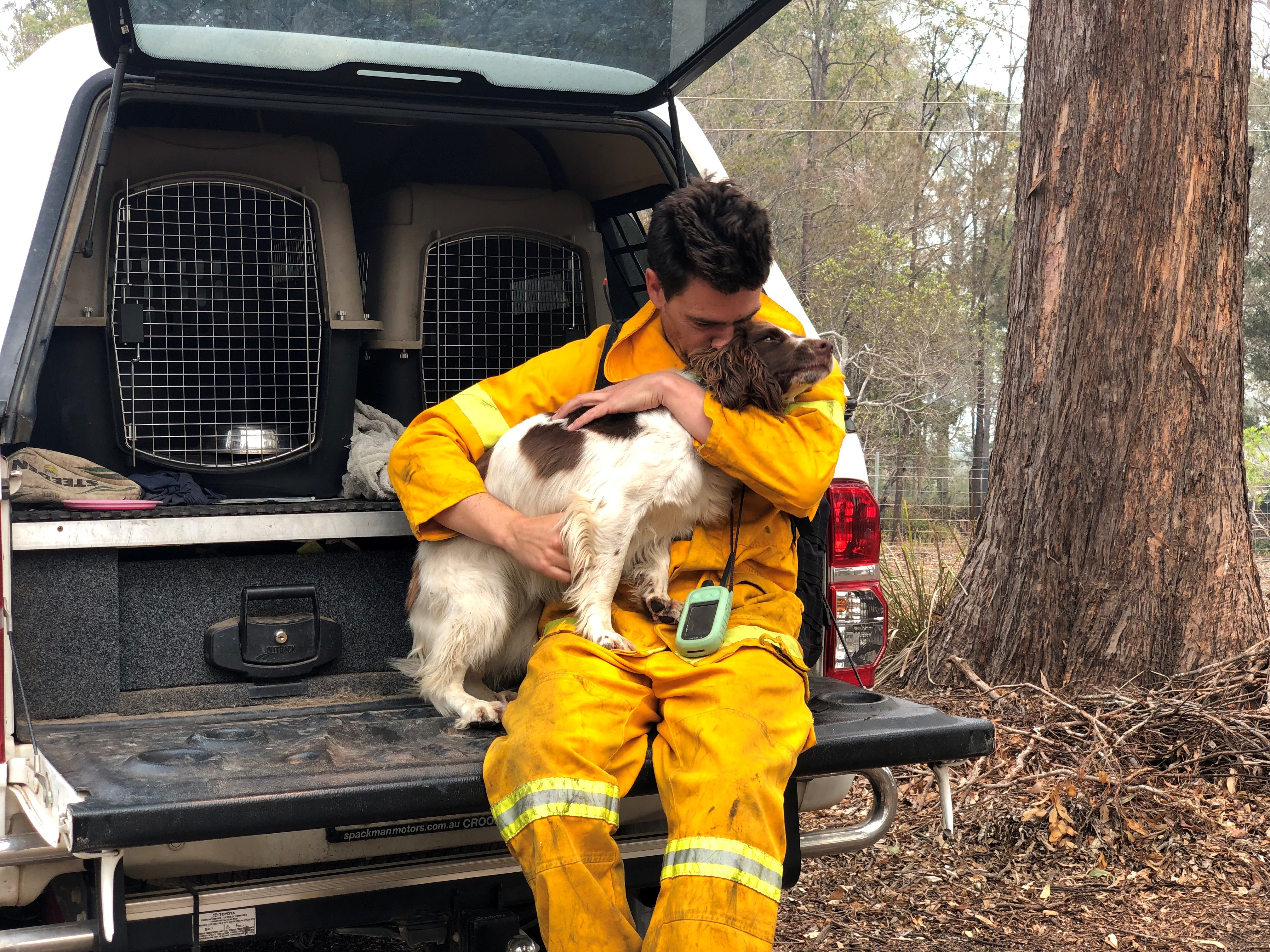 Cadela se especializa em salvar coalas dos incêndios florestais na Austrália thumbnail
