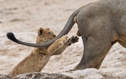 Veja As Fotos Mais Engracadas Dos Animais Em 2019 Revista Galileu Biologia
