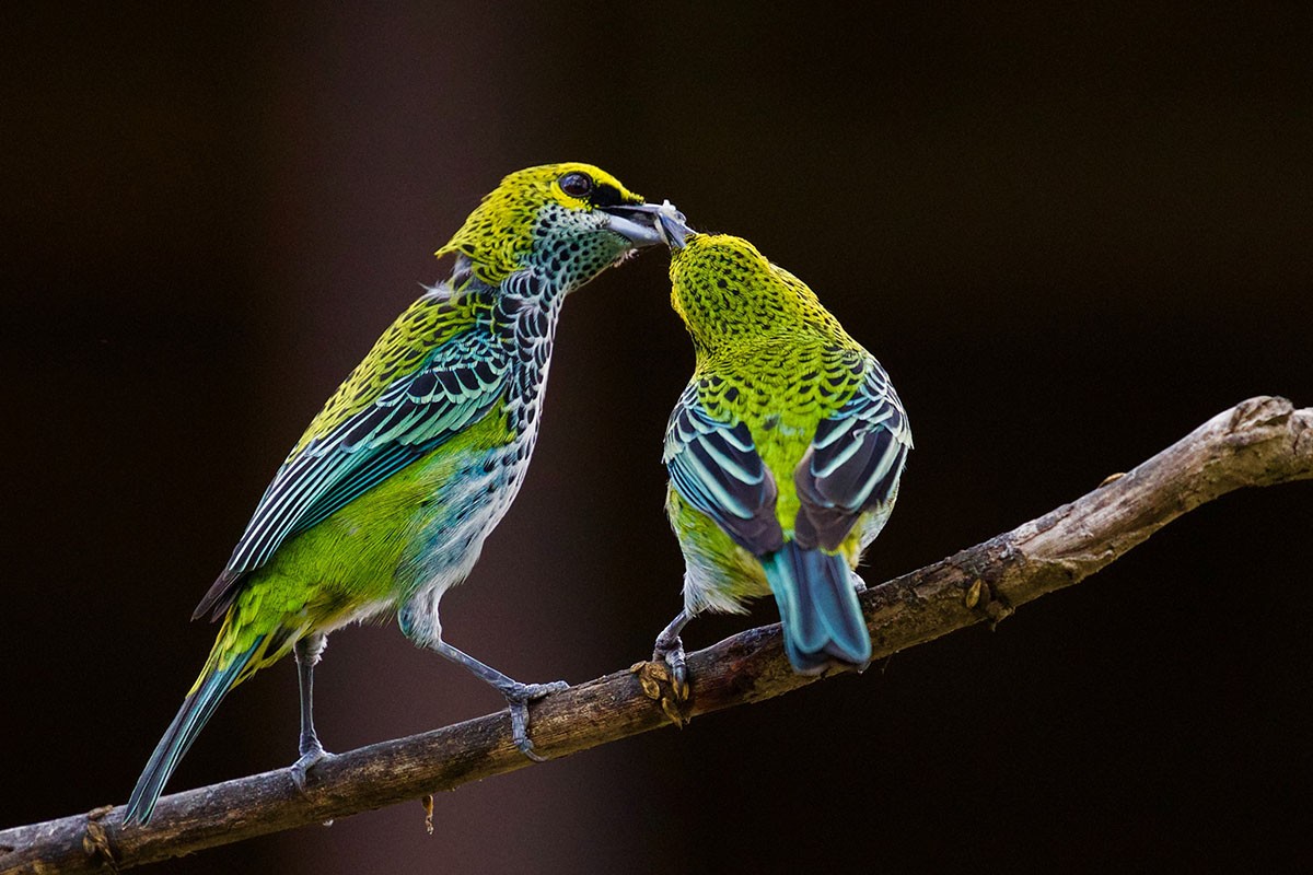 O dueto pode funcionar para a defesa do vínculo social do casal, evitando divórcios entre as aves (Foto: Unsplash/ James Wainscoat/ CreativeCommons)