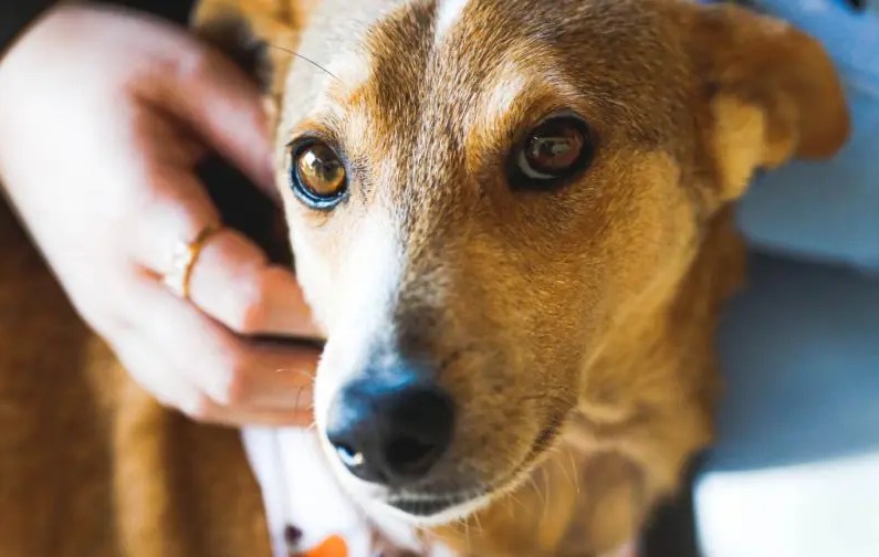 'Cão celebridade' passeia sozinho em Florianópolis e ganha Instagram para divulgar onde está: 'tem vários protetores'