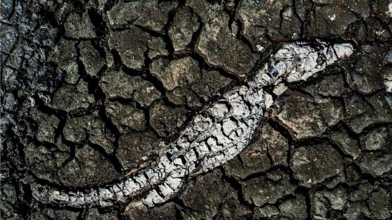 Carcaças de um jacarés mortos nos leitos de lagoas foi algo frequente na seca do Pantanal em 2021, uma das piores da história (Foto: Ricardo Martins via BBC News)