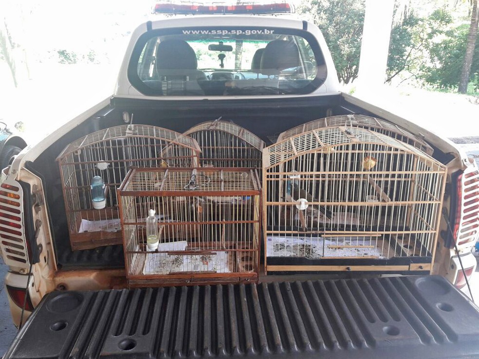 Aves foram soltas em seu habitat (Foto: Betto Lopes/TV Fronteira)