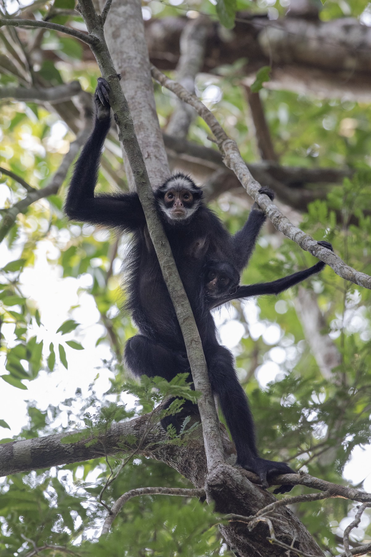 Macacos-aranha do Brasil vivem na Amazônia e correm risco de extinção | Terra da Gente