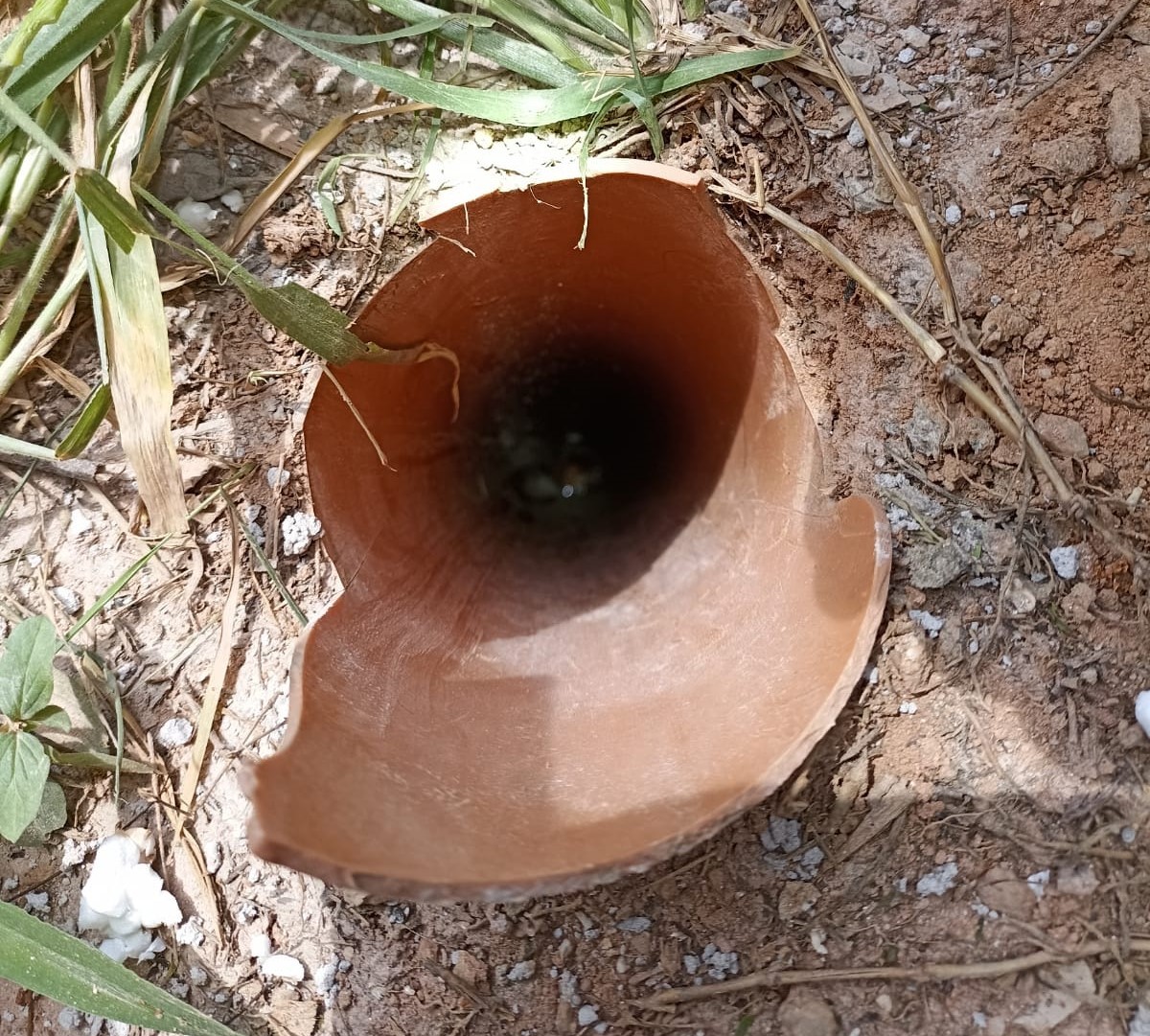 Bombeiros resgatam gato que ficou três dias preso em  tubulação de esgoto em Louveira