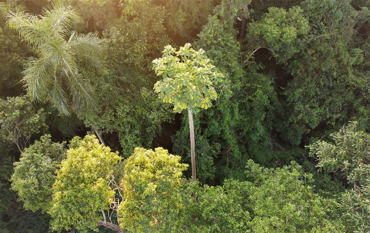 Maior mamoeiro do mundo é registrado no Paraná; veja como agricultor encontrou a árvore
